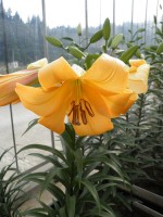 [1740 Saltarello No01 .JPG]